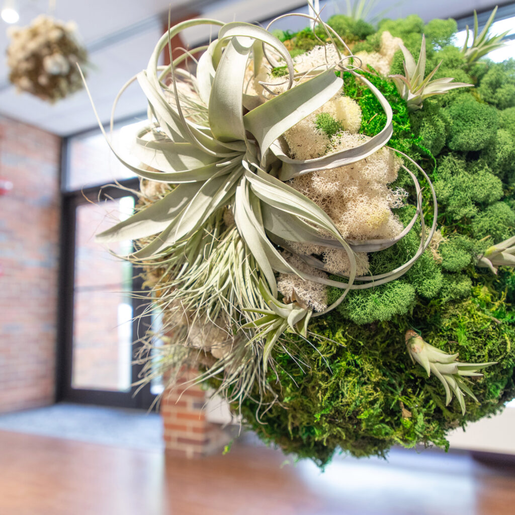 there is an air plant hanging from the ceiling in a room